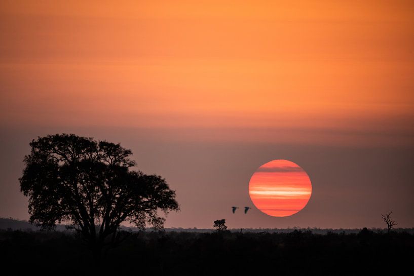 Atmosphärischer Sonnenaufgang von Sharing Wildlife