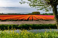 Bunte Zwiebelfelder in der Zwiebelregion