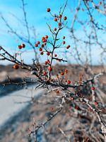 Schiermonnikoog - Meidoorn in de winterzon