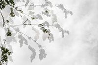 Ik sta in je schaduw....