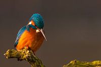 Die goldene Stunde des Eisvogels...