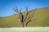 Dodevlei_10, Sesriem, Namibie