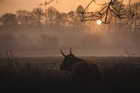 Highlander cow sunrise