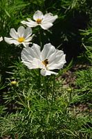 Heerlijk wandelen in Hellevoetsluis