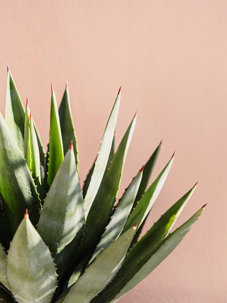 Kaktus in Marokko von Photolovers reisfotografie