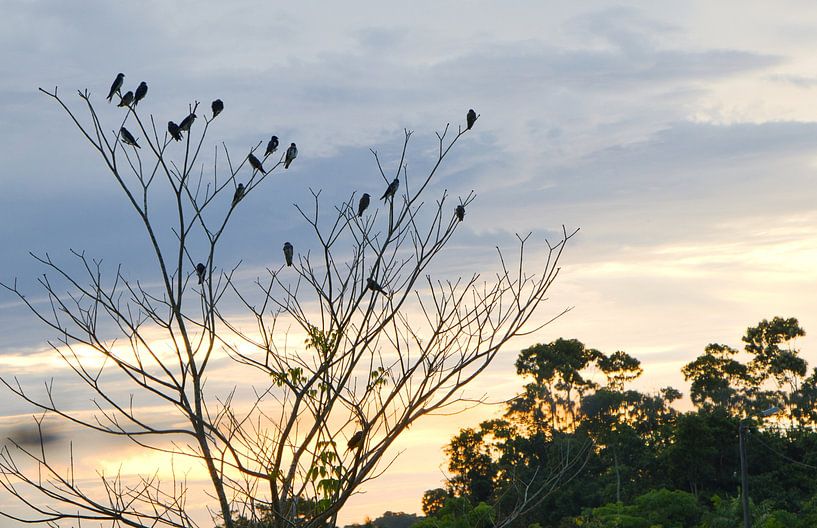 Swallows against the Surinamese evening sky by Natuurpracht   Kees Doornenbal