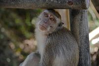 Aapje in Uluwatu, Bali