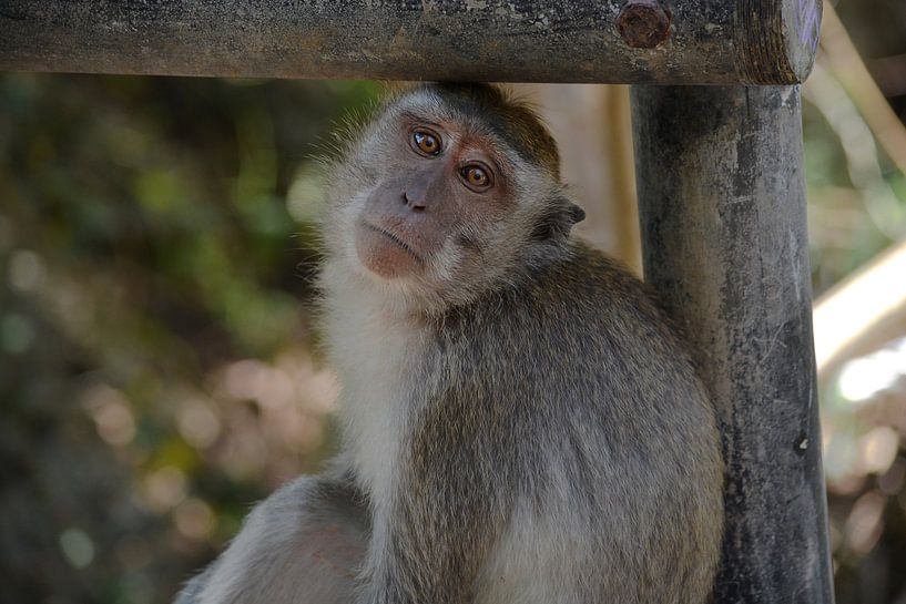 Aapje in Uluwatu, Bali by tessa de bruijn