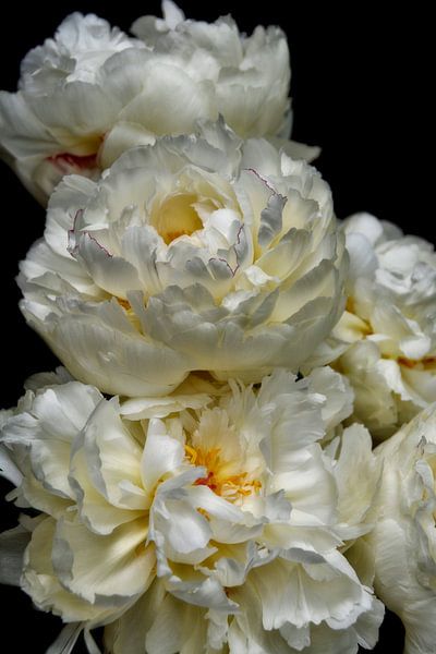 La Paeonia blanche par Claudia Moeckel