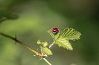 A ladybird on a leaf