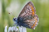 Icarusblauwtje op witte klaver