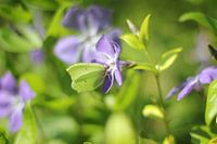 Schmetterling auf einer Blume
