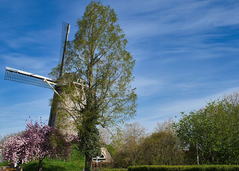 De Wilhelmus Hubertus molen  in de lente van Jolanda de Jong-Jansen