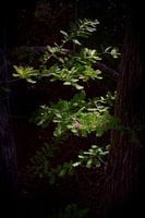 4551- Cypress tree detail