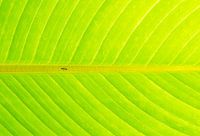 Ant disappears into leaf