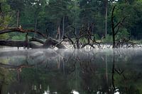 Oisterwijk Reflexion Van Esschenven