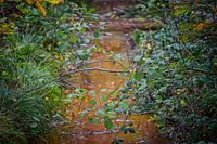 Herbstfarben des Schwarzwassers