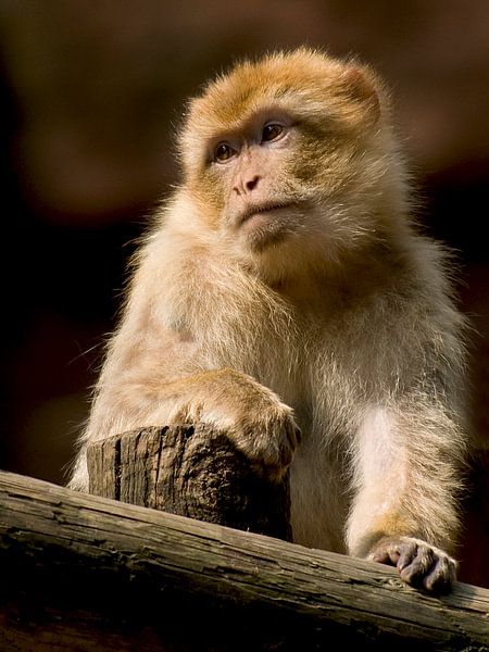 Berber monkey : Ouwehands Dierenpark by Loek Lobel