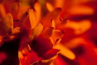 Fleur lumineuse rouge-orange