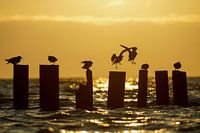 Vögel auf Stelzen im Hafen von Sil