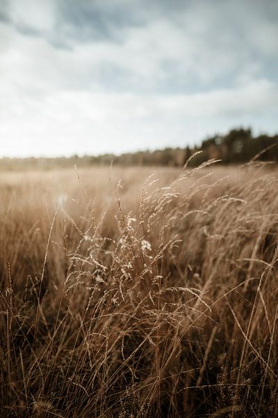 L'été sur le Veluwe par Nanda van der Eijk