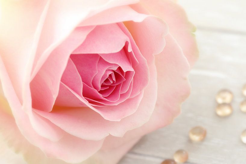 Süßes Rosa von LHJB Photography