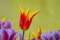Tulpe