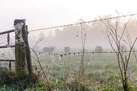 Sonnenaufgang, Schafe im Nebel