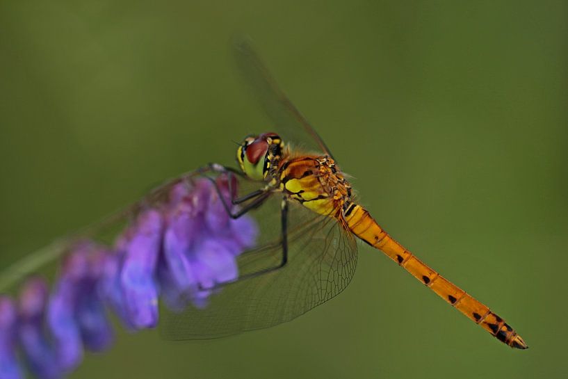Kempen heidelibel von Jan-Freerk Kloen