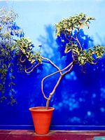 Un arbre dans un pot orange contre un mur bleu vif
