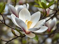 Die Form der Magnolie