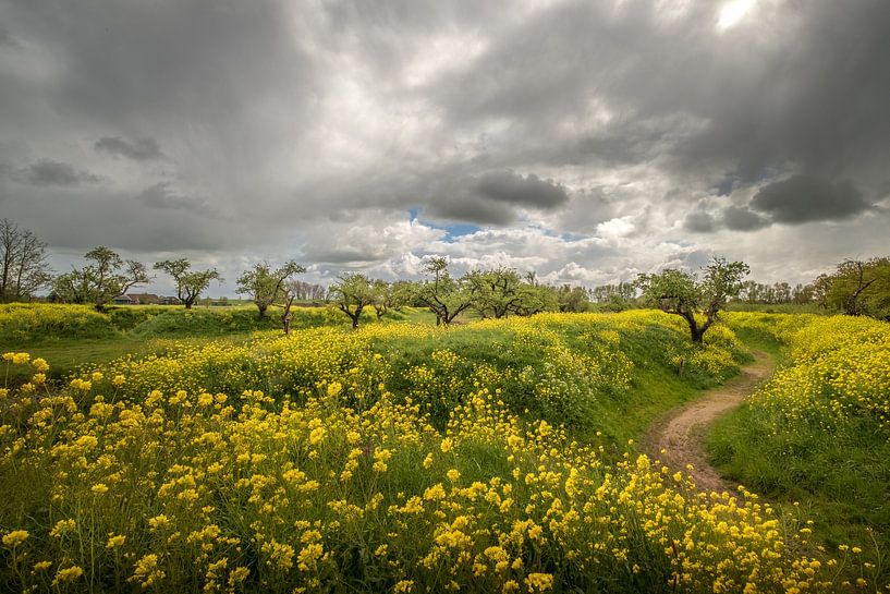 Niederländischer Himmel: bedrohlicher Himmel über einem Rapsfeld von Moetwil en van Dijk - Fotografie