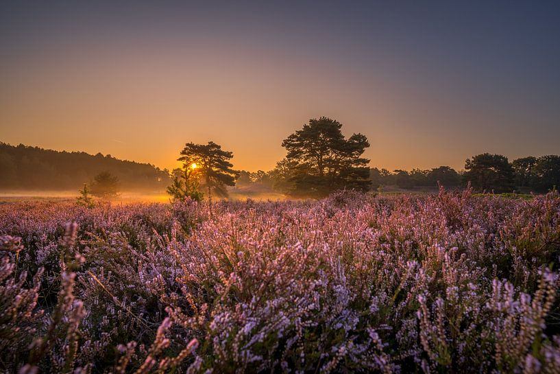 Sunrise at Brunssummerheide / Heather landscape by Maurice Meerten