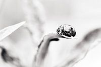 Coccinelle en noir et blanc - Minimalist Nature