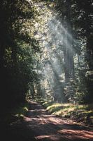 A light show of sunbeams