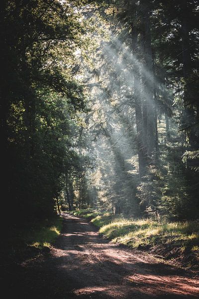 Un spectacle lumineux de rayons de soleil par MdeJong Fotografie