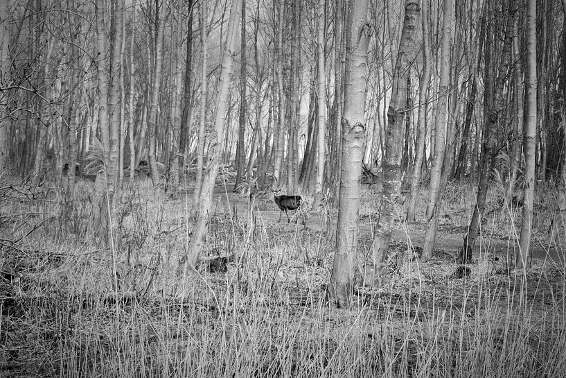 Oostvaardersplassen, Edelhert par 4 Chapel Ave. 