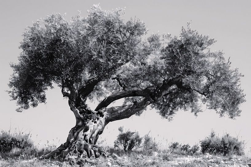 Klassischer Olivenbaum in Schwarz und Weiß von Art & Soul Creations