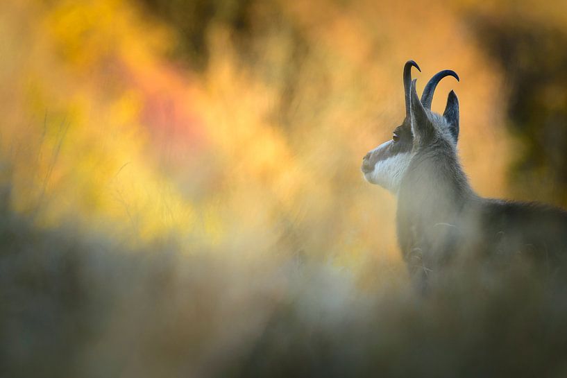 Gämse von jowan iven