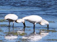 Twee lepelaars in het water