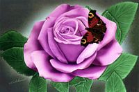 Rose mit Schmetterling