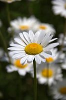 Margriet