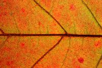 Herfstblad Amerikaanse eik