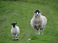 Schotse Blackface schaap met Lam