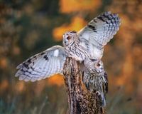 Long-eared owls