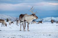 Tromsø's proud reindeer