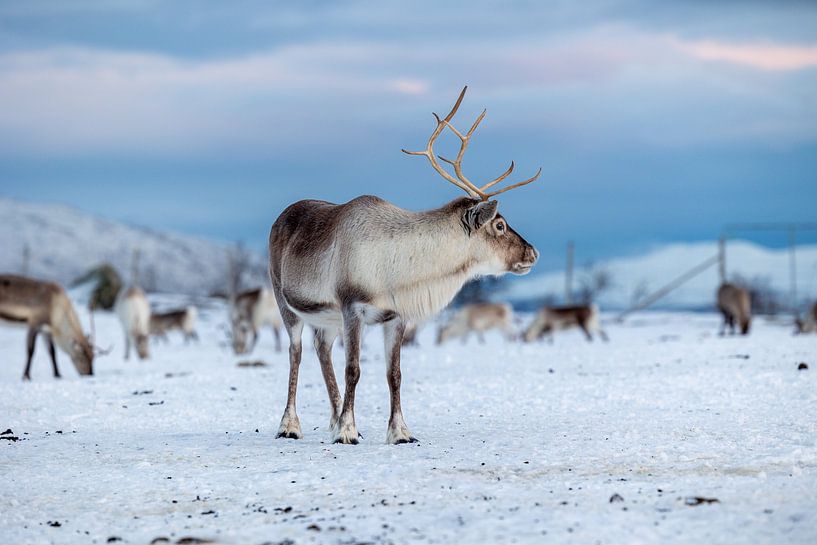 Tromsø's proud reindeer by Anouk Kooiman