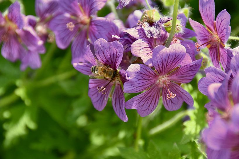 Flowers and bees by Myrthe Visser-Wind