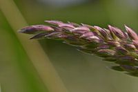 macro of a blade of grass