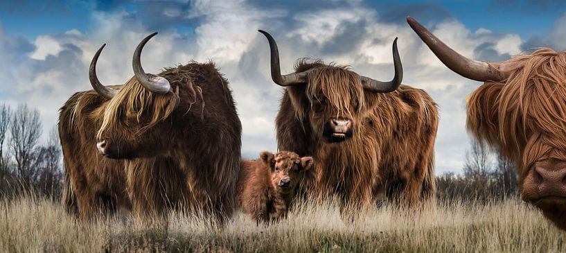 Panorama der schottischen Highlander von Bert Hooijer